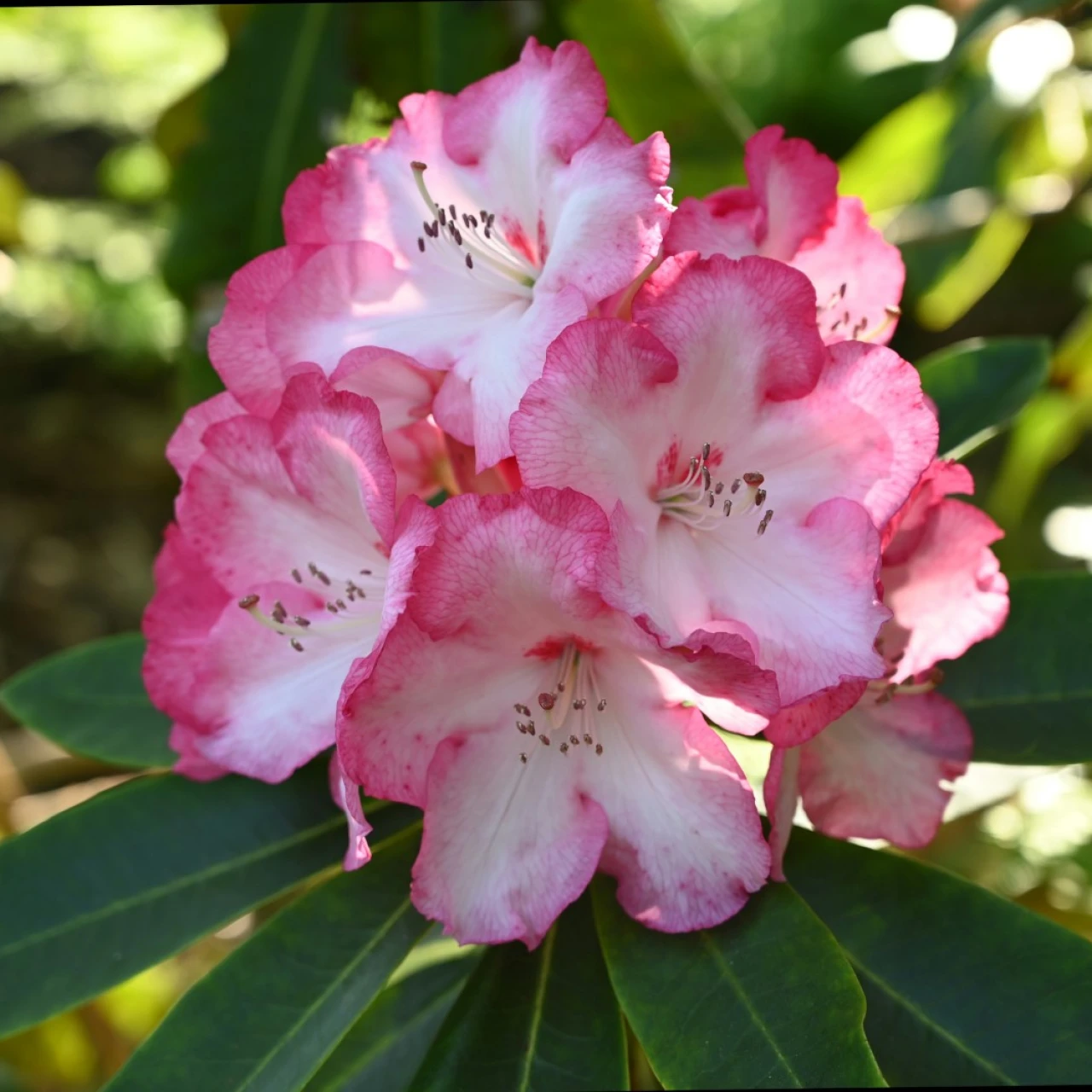 'Point Defiance'